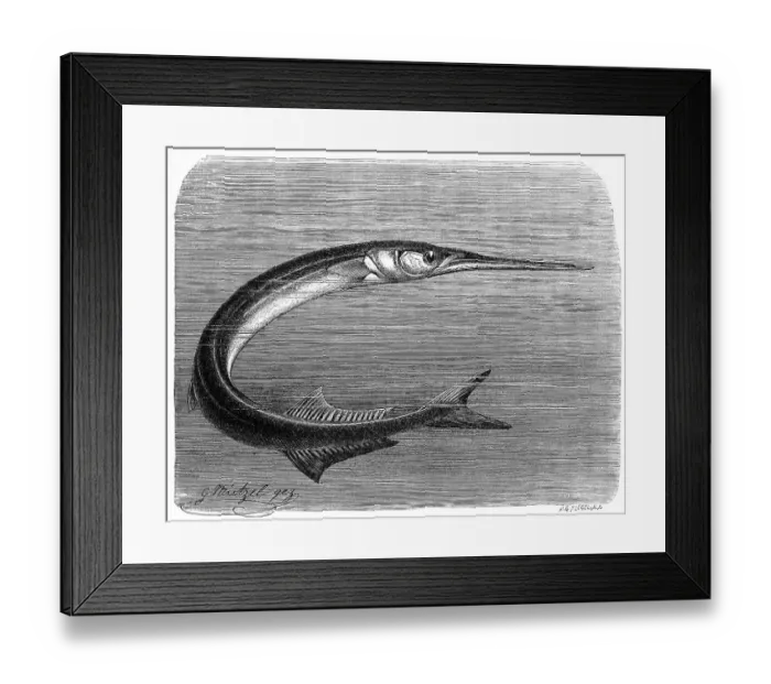Framed Print : Fish, Common garfish (Belone belone) Framed Print : Fish, Common garfish (Belone belone)