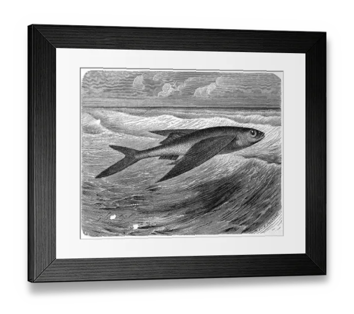 Framed Print : Fish, swallowfish, Exocoetus volitans
