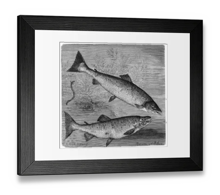 Framed Print : Fish, 1. Atlantic salmon (Salmo salar)