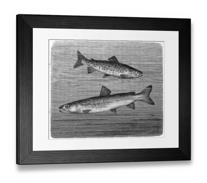 Framed Print : Fish, 1. lake trout (Salmo trutta) lacustris Framed Print : Fish, 1. lake trout (Salmo trutta) lacustris
