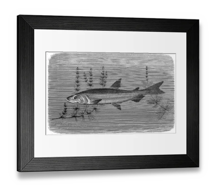 Framed Print : Fish, european smelt (Osmerus eperlanus) or European smelt