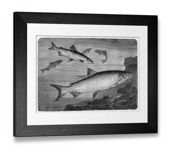Framed Print : Fish, vendace, whitefish or emperor vendace albula
