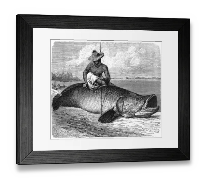 Framed Print : Fish, giant arapaima (Arapaima gigas)