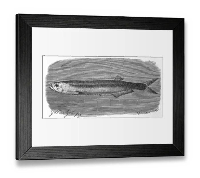 Framed Print : Fish, wolf herring dorab, Dorab wolf herring