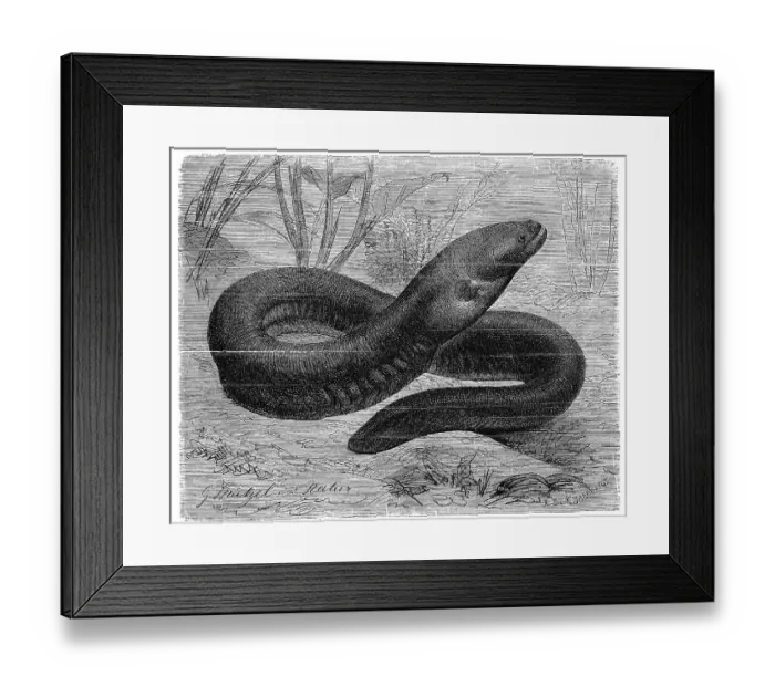Framed Print : Fish, electric eel, Electrophorus Framed Print : Fish, electric eel, Electrophorus