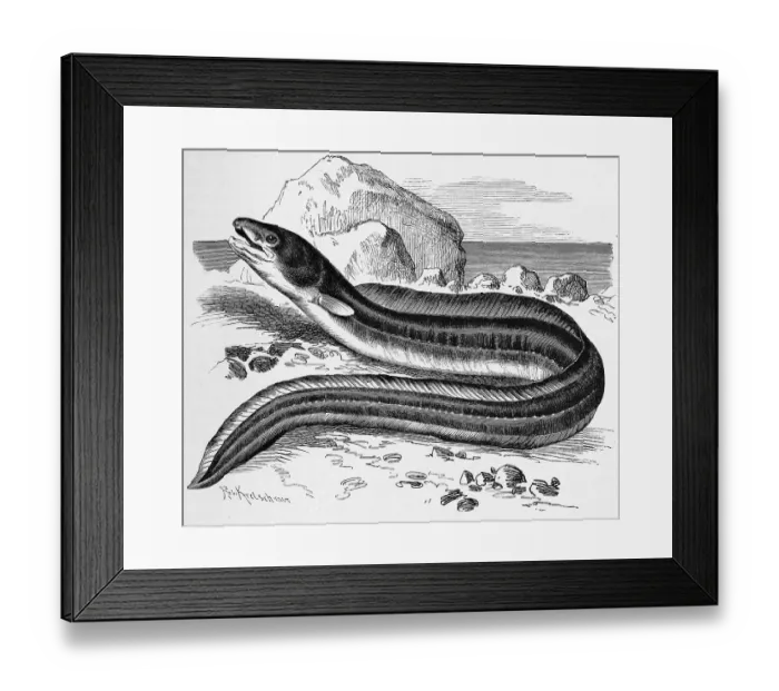 Framed Print : Fish, conger, Conger conger, or sea eel Framed Print : Fish, conger, Conger conger, or sea eel