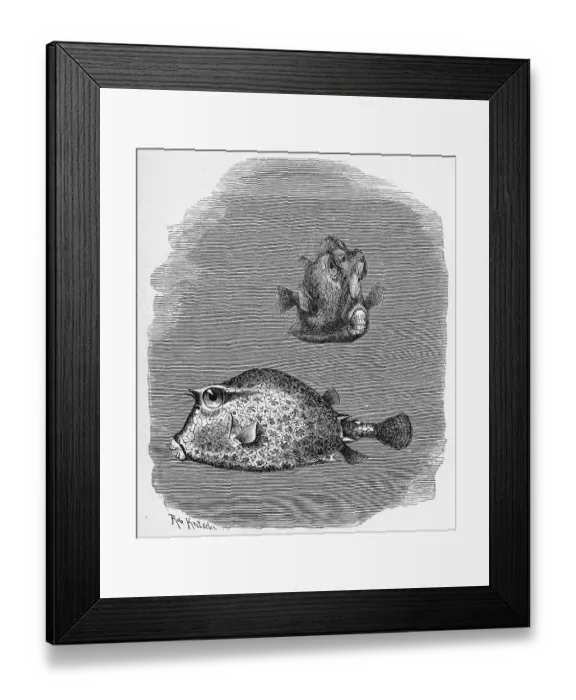 Framed Print : Fish, four-horned, horned boxfish