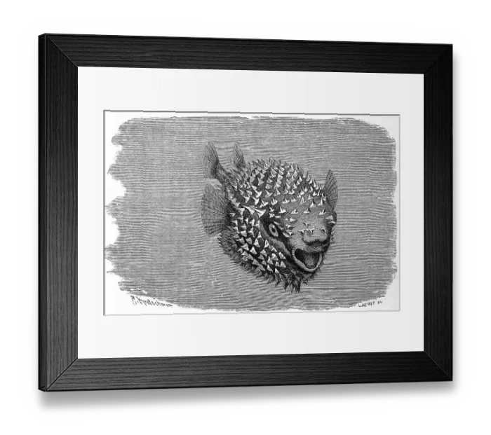 Framed Print : Fish, Spotted or spot-fin porcupinefish (Diodon hystrix)