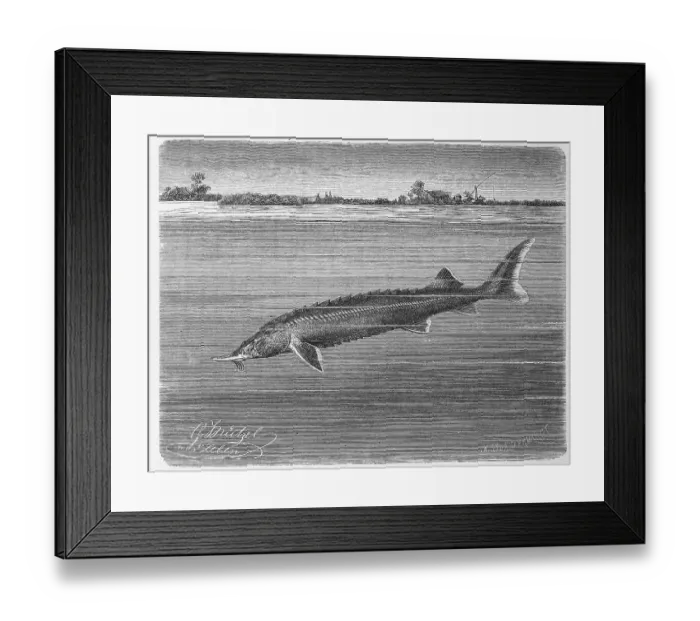Framed Print : Fish, Sterlet (Acipenser ruthenus) Framed Print : Fish, Sterlet (Acipenser ruthenus)