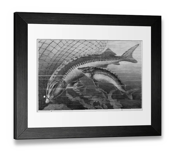 Framed Print : Fish, sturgeon 1. beluga (Huso huso) (sturgeon) Framed Print : Fish, sturgeon 1. beluga (Huso huso) (sturgeon)