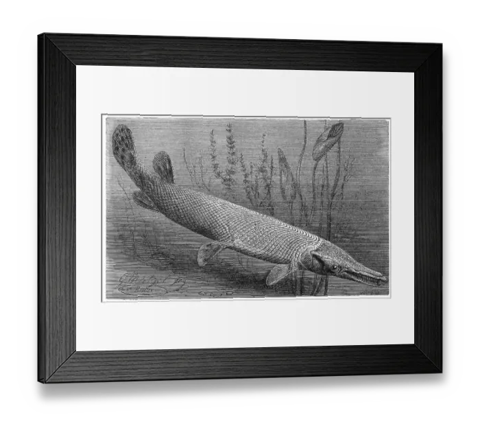 Framed Print : Fish, Cayman fish, longnose gar (Lepisosteus osseus) (Lepisosteidae)