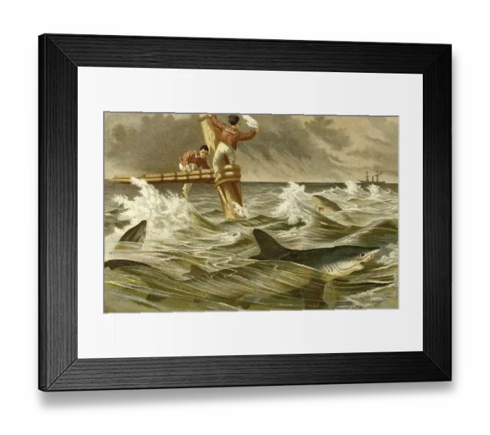 Framed Print : Fish, Blue shark (Prionace glauca) (Selachii) Framed Print : Fish, Blue shark (Prionace glauca) (Selachii)