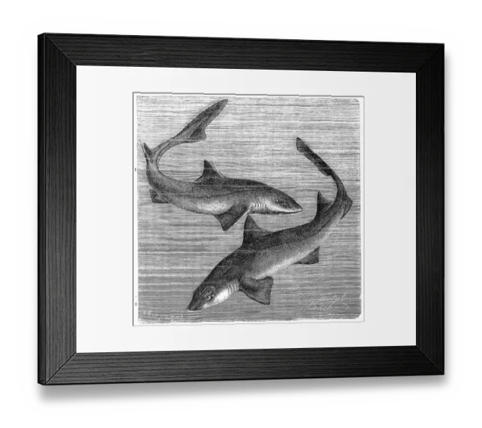 Framed Print : Fish, spiny dogfish (Squalus acanthias) and Star Shark