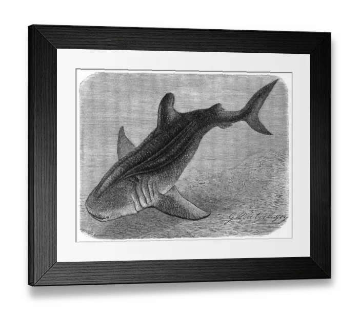 Framed Print : Fish, Whale Shark, Rough Shark