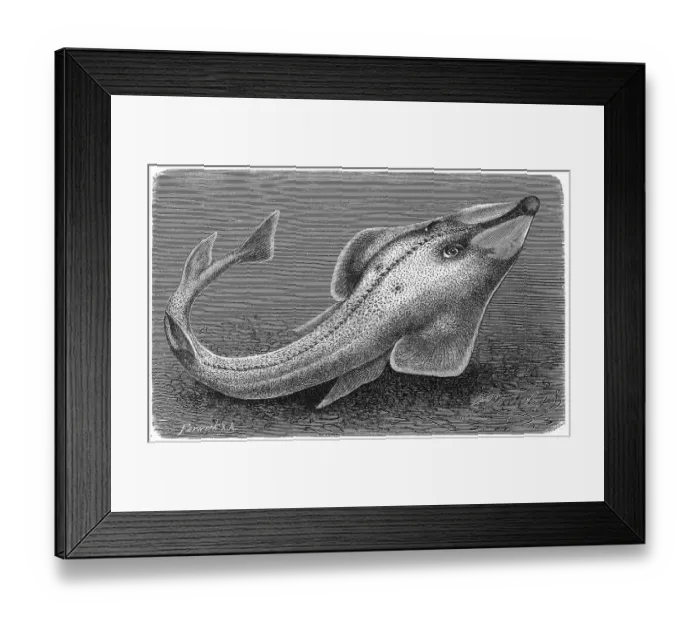 Framed Print : Fish, halavi guitarfish (Glaucostegus halavi) Framed Print : Fish, halavi guitarfish (Glaucostegus halavi)