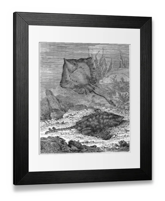 Framed Print : Fish, Thornback ray (Raja clavata) Framed Print : Fish, Thornback ray (Raja clavata)