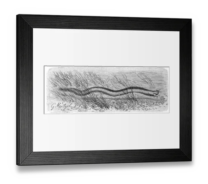 Framed Print : Fish, Myxine glutinosa, North Atlantic hagfish
