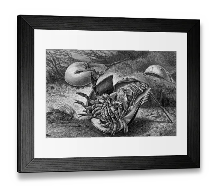 Framed Print : Horseshoe crab, Limulidae, also Moluccan crab Framed Print : Horseshoe crab, Limulidae, also Moluccan crab