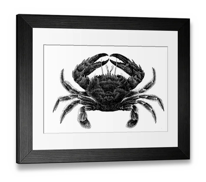 Framed Print : Bow crab, Thalamita natator, Syn