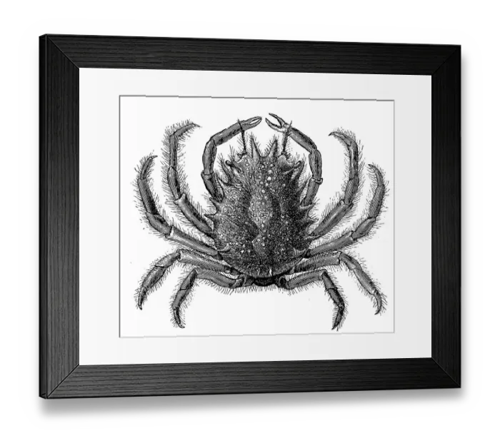 Framed Print : European spider crab (Maja squinado) is the largest crab found in the Mediterranean Sea