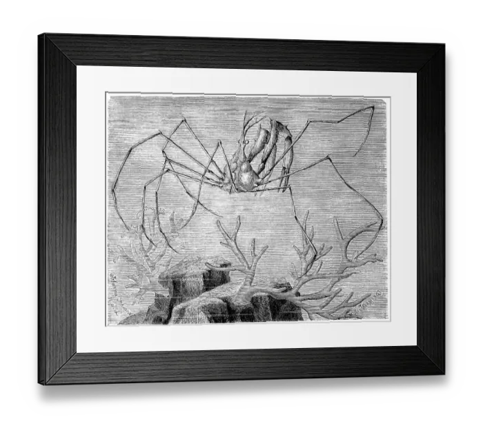 Framed Print : Long-fronted spider crab, Macropodia longirostris Ghost crab Framed Print : Long-fronted spider crab, Macropodia longirostris Ghost crab
