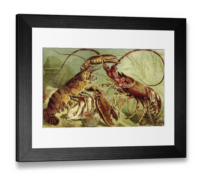 Framed Print : European crayfish (Homarus) gammarus and Caribbean crayfish (Panulirus argus) Framed Print : European crayfish (Homarus) gammarus and Caribbean crayfish (Panulirus argus)