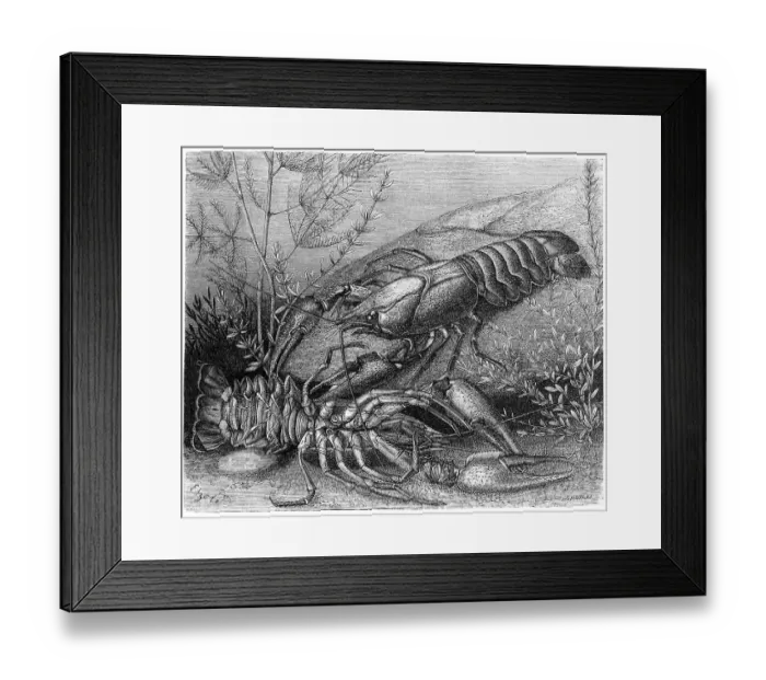 Framed Print : Common crayfish, european crayfish (Astacus astacus) or European crayfish