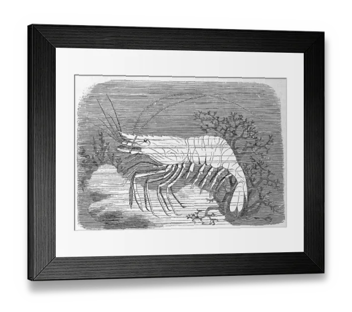 Framed Print : Saw-shrimp, saw-shrimp serratus is a shrimp species from the genus of palaemon sp