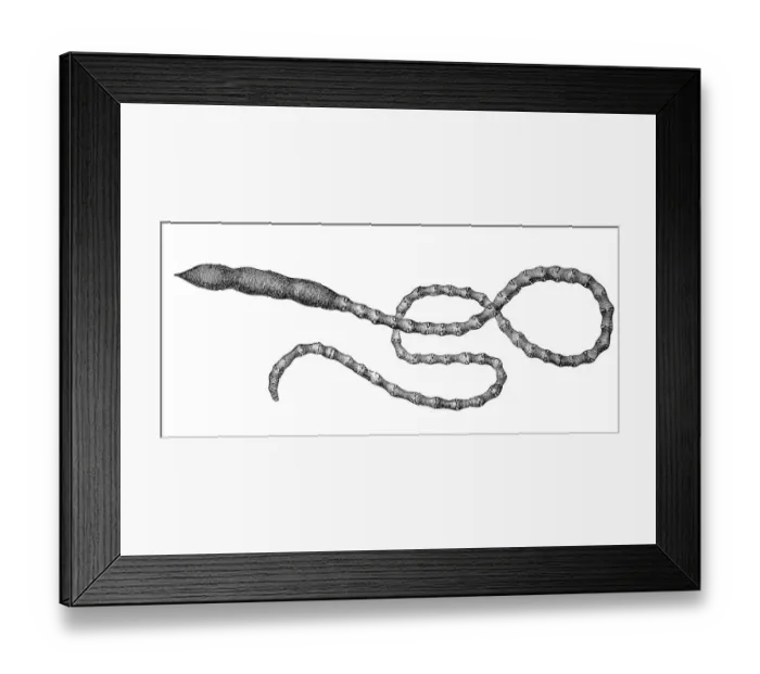 Framed Print : Arenia fragilis, worm, Historic Framed Print : Arenia fragilis, worm, Historic