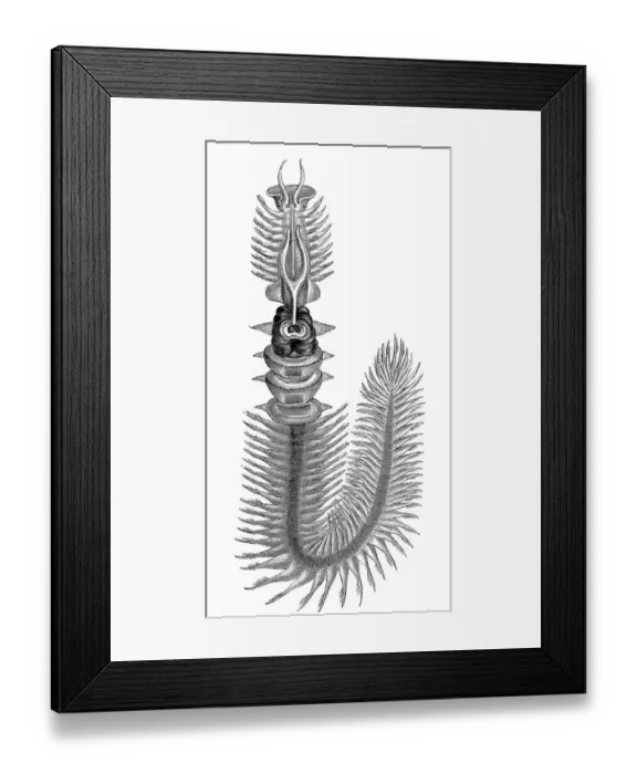 Framed Print : Chaetopterus variopedatus, Parchment worm or Parchment tube worm
