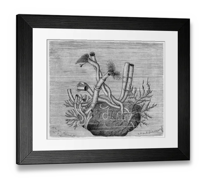Framed Print : Serpula contortuplicata, species of tube-forming annelid of the family Serpulidae Framed Print : Serpula contortuplicata, species of tube-forming annelid of the family Serpulidae