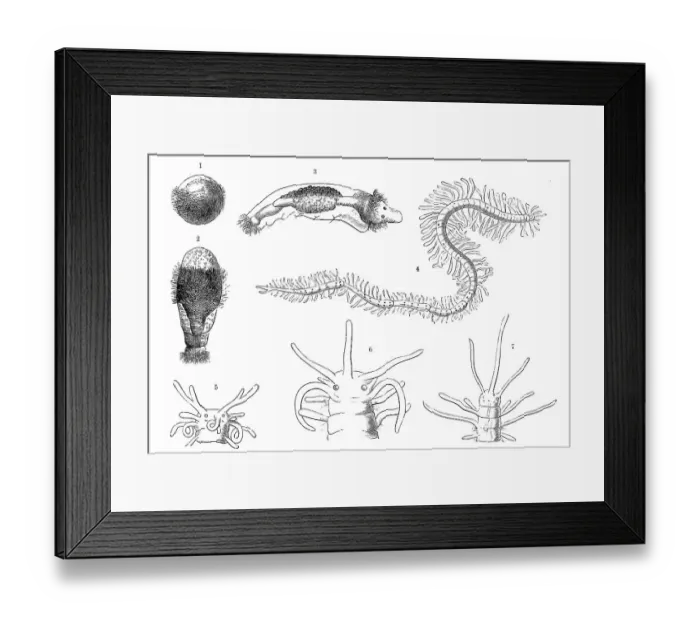 Framed Print : Evolution of the bristle worms (Polychaeta)