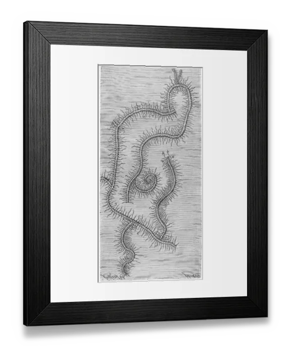 Framed Print : Syllis ramosa, a species of polychaetes worm in the family Syllidae