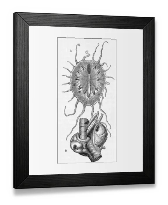 Framed Print : A. Myzostoma gigas, a genus of marine worms