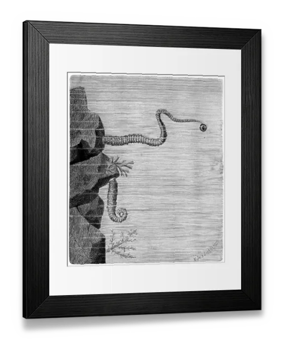 Framed Print : Stingray angelfish, Pontobdella muricata Framed Print : Stingray angelfish, Pontobdella muricata