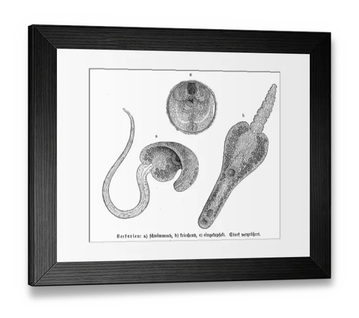 Framed Print : Cercariae, a. swimming, b. crawling, c Framed Print : Cercariae, a. swimming, b. crawling, c