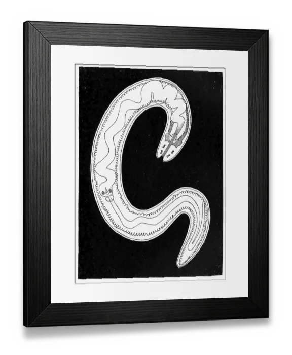 Framed Print : Landvielauge, Tetrastemma agricola