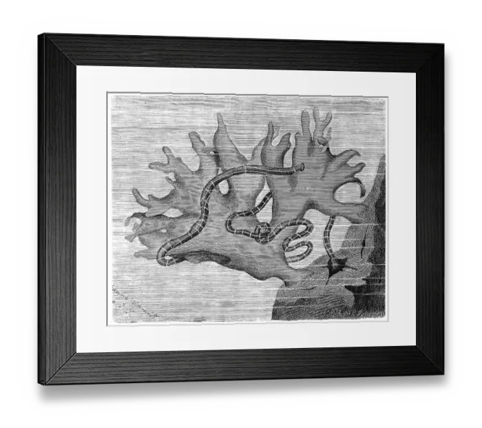 Framed Print : Crossbearer, Polia crucigera, syn