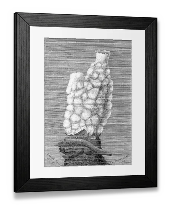 Framed Print : Phallusia mamillaris