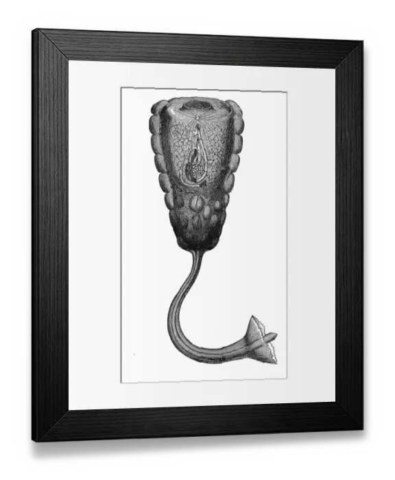 Framed Print : Hypobythius calycodes, Historic