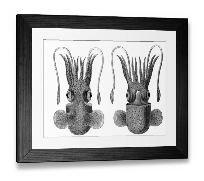 Framed Print : Sepiola rondeletii from the dorsal