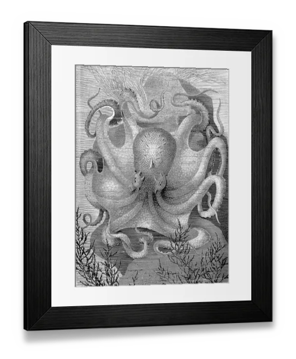Framed Print : Common Octopus (Octopus vulgaris) or Common Octopus