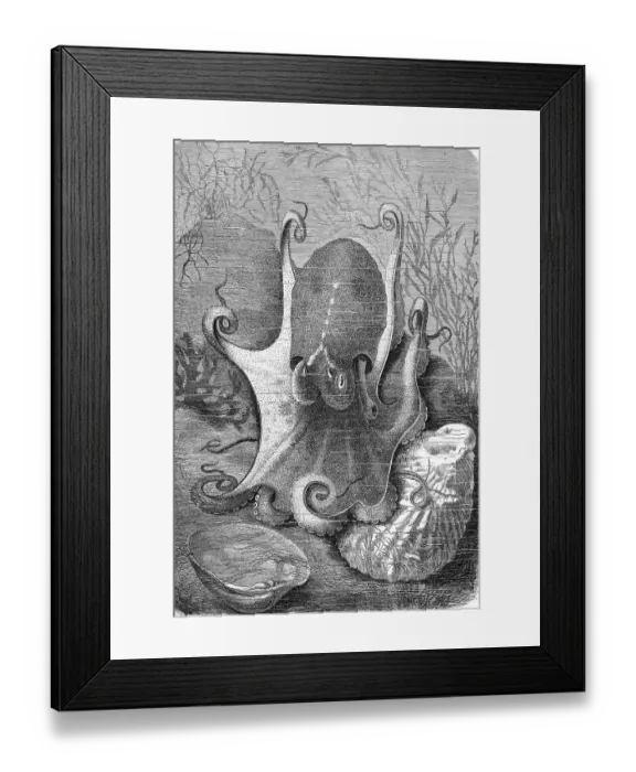 Framed Print : Musk octopus, Eledone moschata is a small cephalopod from the genus Eledone