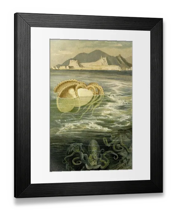 Framed Print : Paper nautilus, argonauts (Argonauta) or Argonauts are a genus of cephalopods (Cephalopoda) in the octopus family