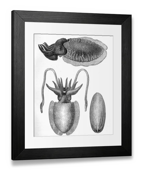 Framed Print : Sepia, common cuttlefish (Sepia officinalis) is a species of cephalopod belonging to the ten-armed cuttlefishes