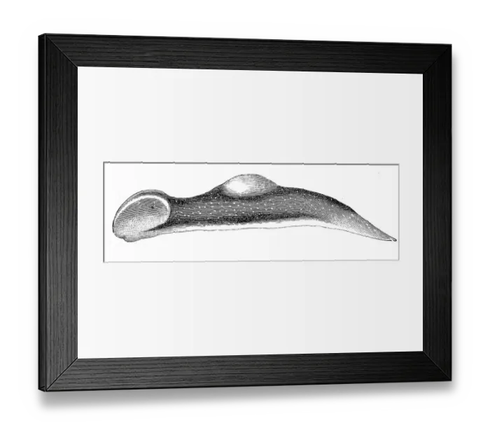 Framed Print : Broad-headed lancet snail, Pontolimax capitatus Framed Print : Broad-headed lancet snail, Pontolimax capitatus