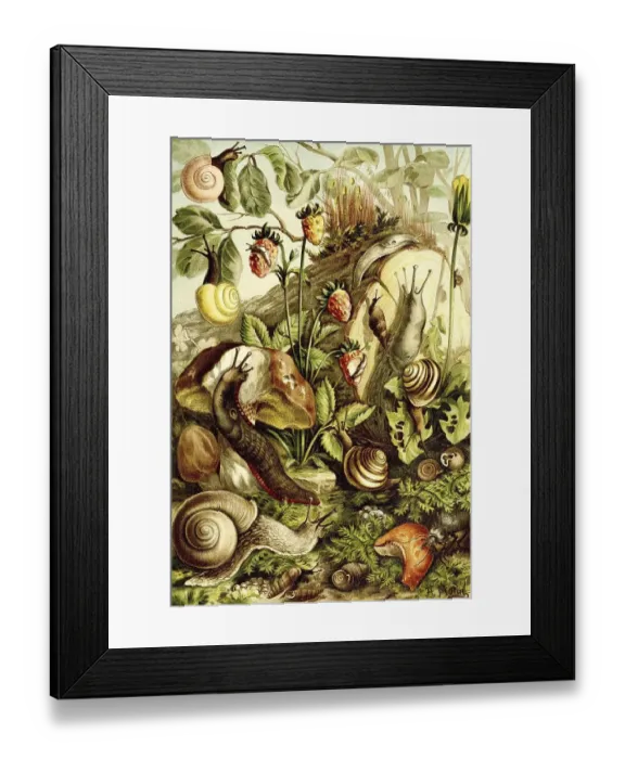 Framed Print : Various Land Snails, Historical Framed Print : Various Land Snails, Historical