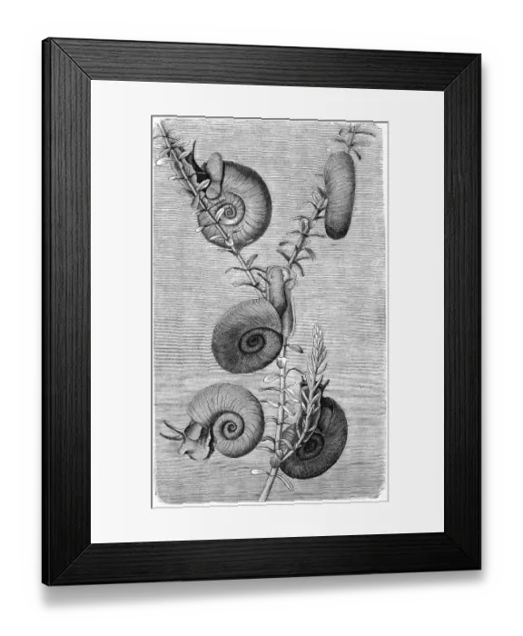 Framed Print : Great ramshorn (Planorbarius corneus) is a representative of the water lung snails Framed Print : Great ramshorn (Planorbarius corneus) is a representative of the water lung snails