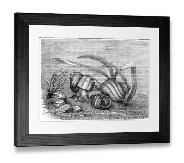 Framed Print : Live-bearing swamp snail, Paludina vivipara Framed Print : Live-bearing swamp snail, Paludina vivipara