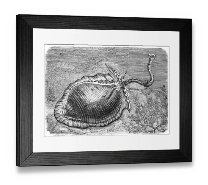 Framed Print : Partridge barrel snail or partridge barrel snail